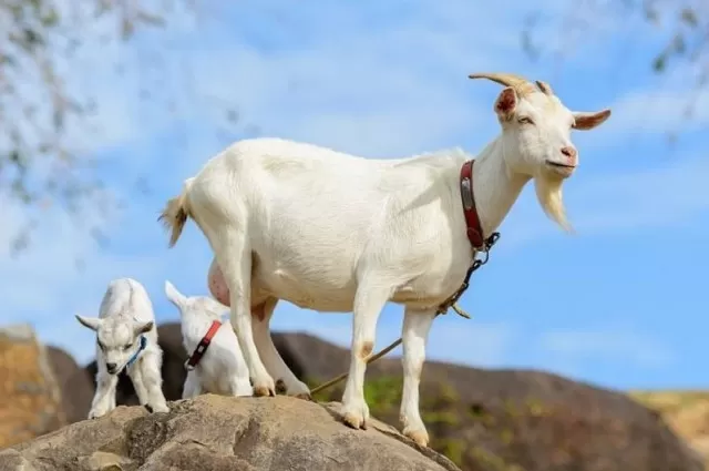 Tử vi tháng 7 4 tuổi trở nên giàu có dễ dàng tiền bạc ùa vào 3