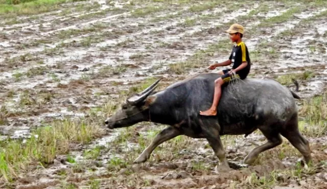 Tử vi tháng 6 âm có 3 tuổi đón phước lộc vô biên, vận đỏ rực 1