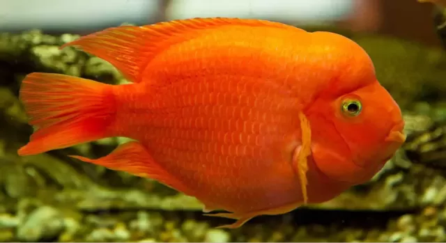 5 loại cá Cichlid lộng lẫy tuyệt vời cho bể cá trong nhà 5