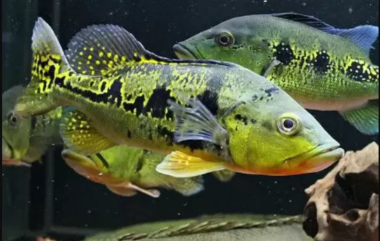 5 loại cá Cichlid lộng lẫy tuyệt vời cho bể cá trong nhà 3