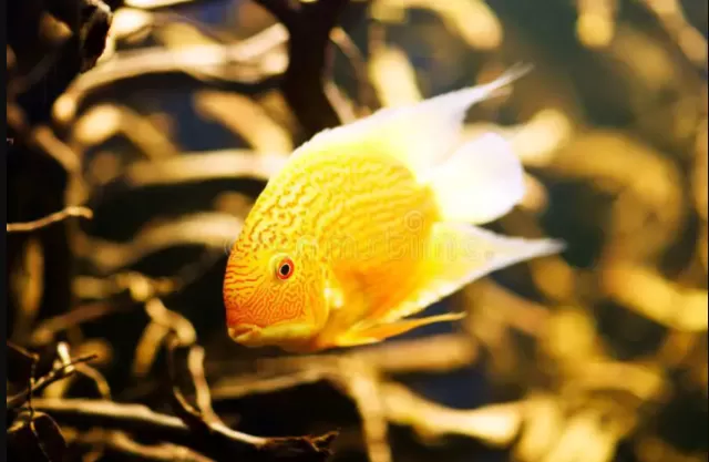 5 loại cá Cichlid lộng lẫy tuyệt vời cho bể cá trong nhà 1