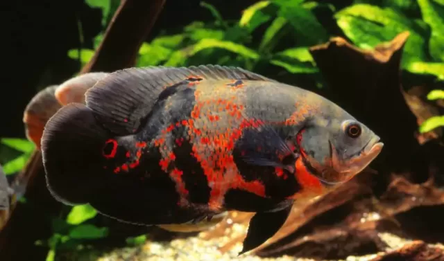 5 loại cá Cichlid xinh đẹp cho bể cá trong nhà 1