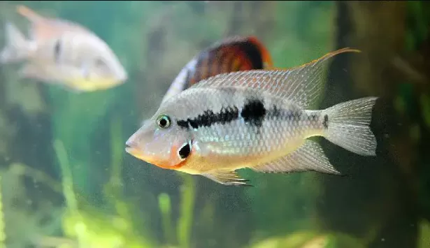 5 loại cá Cichlid xinh đẹp cho bể cá trong nhà 3