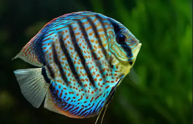 Top 5 loại cá Cichlid cho bể cá trong nhà 2