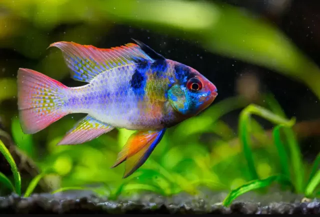 Top 5 loại cá Cichlid cho bể cá trong nhà 4