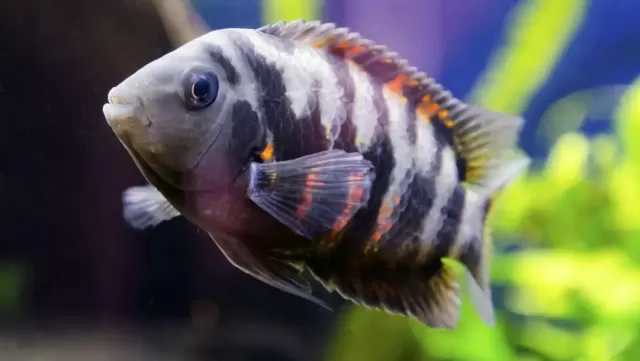 Top 5 loại cá Cichlid cho bể cá trong nhà 3