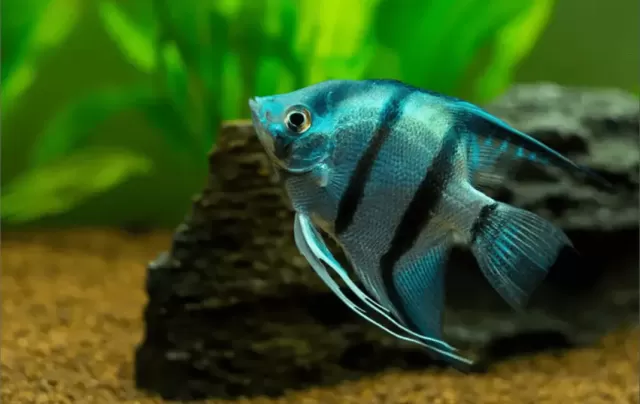 Top 5 loại cá Cichlid cho bể cá trong nhà 1