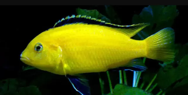 Top 5 loại cá Cichlid cho bể cá trong nhà 5