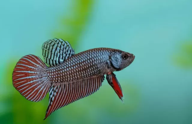 Cá betta: Xuất xứ & Bể cá 2