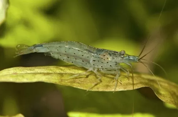 Tép Amano/Tép Yamato: Đặc điểm và Cách Chăm Sóc 8