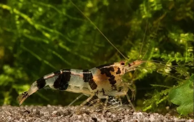 Cách chăm sóc cho tép thanh mai 2